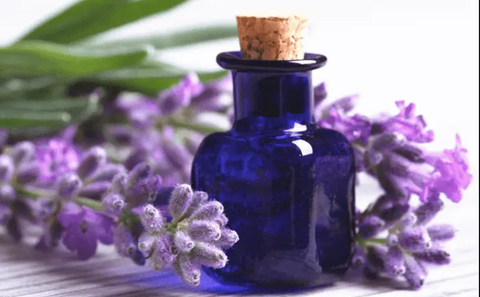 Tinh Dầu Hoa Oải Hương và Tác Dụng Ít Ai Biết Đến !!!