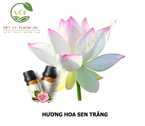 Hương Hoa Sen Trắng