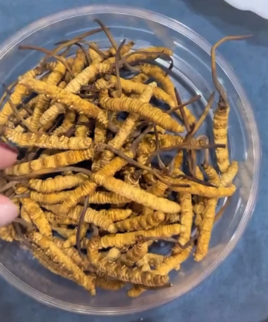 Con - Đông Trùng Hạ Thảo Tây Tạng