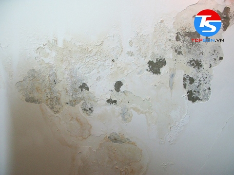Tường bị ẩm mốc phải làm sao? Cách xử lý tường ẩm mốc dễ dàng, hiệu quả 