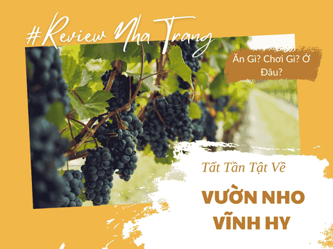 Vườn Nho Vĩnh Hy – Khám Phá Vẻ Đẹp Thơ Mộng Và Trải Nghiệm Độc Đáo