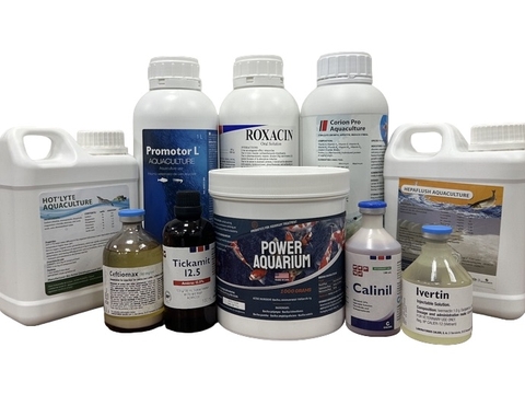 Làm thế nào để “CHƠI KOI” mà không bị “KOI HÀNH”