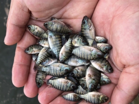 Kỹ thuật sản xuất giống cá rô phi đơn tính đực