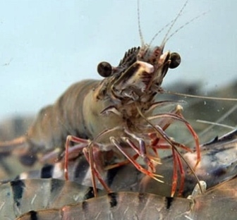 Tài liệu nuôi tôm và cách phòng trị bệnh