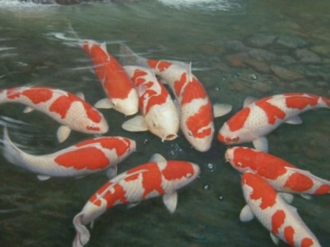 Thả cá mới - nỗi ám ảnh của KOIKICHI