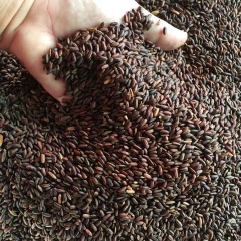 Trà gạo lứt đỏ mầm 500gr