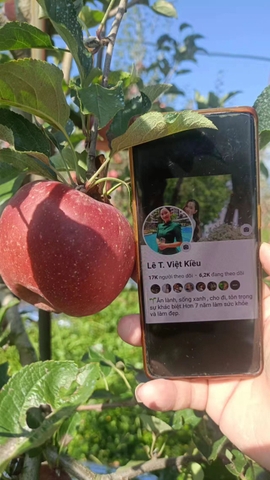 Táo Mật Phú Sĩ Tận Vườn