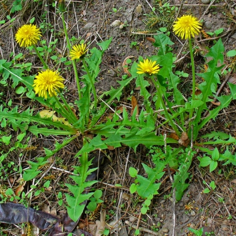 Vị thuốc Bồ công anh thấp (Taraxacum officinale)