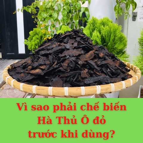 Vì sao phải chế biến hà thủ ô đỏ trước khi sử dụng