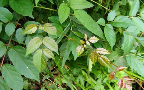 Cây chè dây có tác dụng gì?