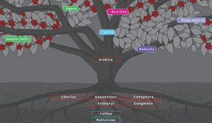 Các Giống Cây Cà Phê Trên Thế Giới