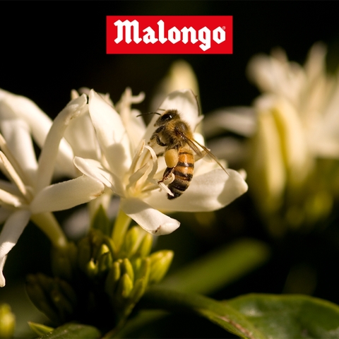 Canh tác hữu cơ - Tiêu chuẩn mới tại Malongo