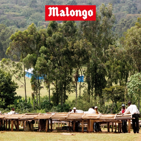 Đạo đức kinh doanh - Malongo