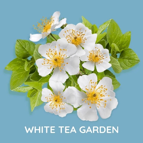Tinh Dầu Thơm Làm Nến, Tán Hương, Mỹ Phẩm Mùi White Tea Garden