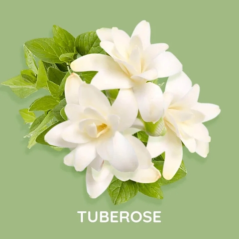 Tinh Dầu Thơm Làm Nến, Tán Hương, Mỹ Phẩm Mùi Night Tuberose