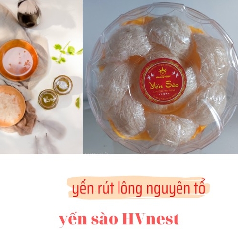 Yến tút lông nguyên tổ