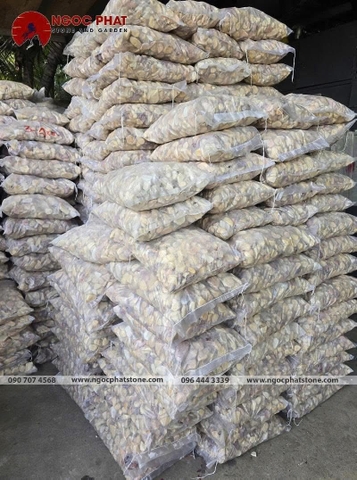 SỎI VÀNG QUAY GÓC CẠNH