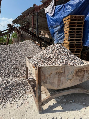 SỎI HỒNG TRANG TRÍ