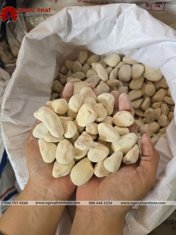 SỎI VÀNG QUAY TỰ NHIÊN