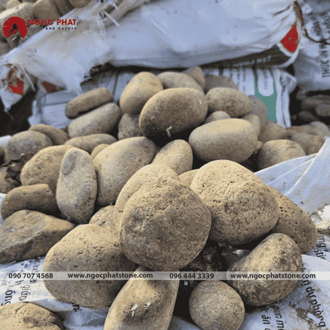 SỎI CUỘI VÀNG