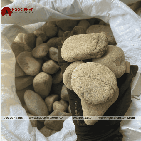 SỎI CUỘI VÀNG