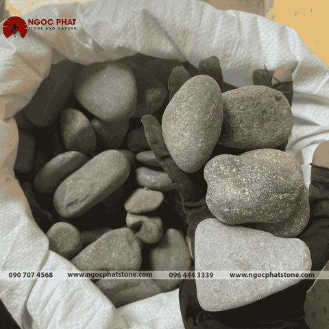 SỎI CUỘI XANH ĐEN