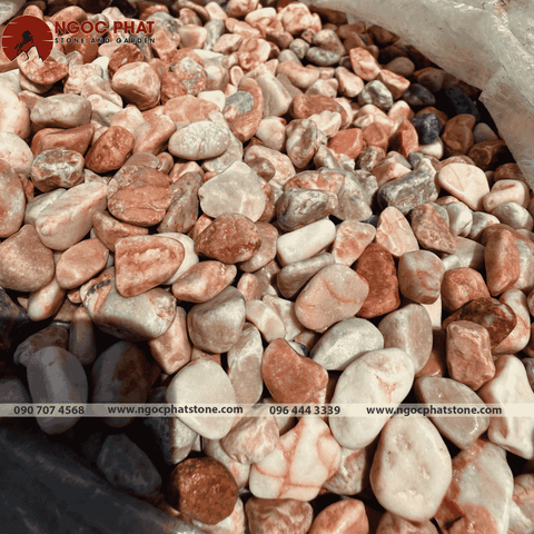 SỎI HỒNG TRANG TRÍ