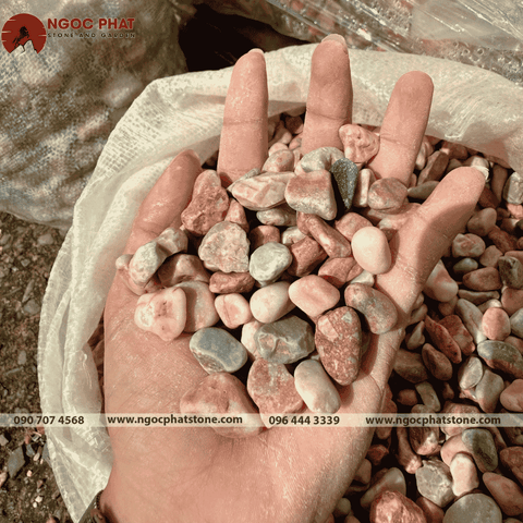 SỎI HỒNG TRANG TRÍ