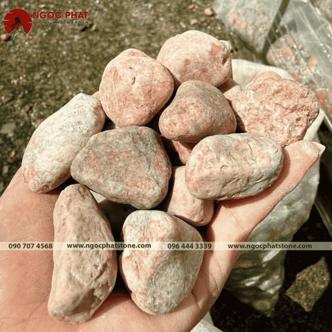SỎI HỒNG TRANG TRÍ