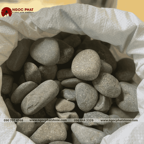 SỎI CUỘI XANH ĐEN