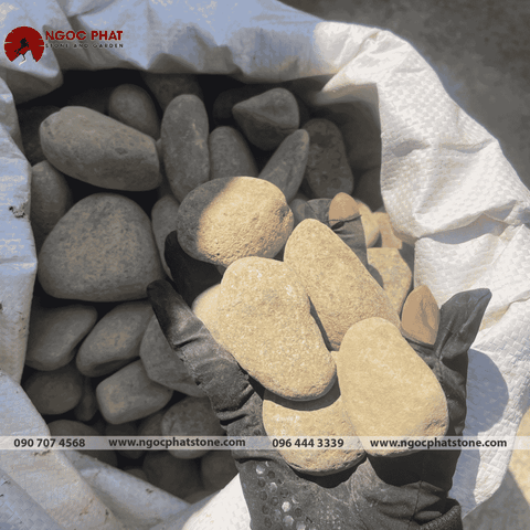 SỎI CUỘI NHIỀU MÀU