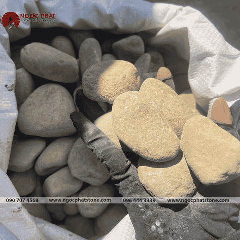 SỎI CUỘI NHIỀU MÀU