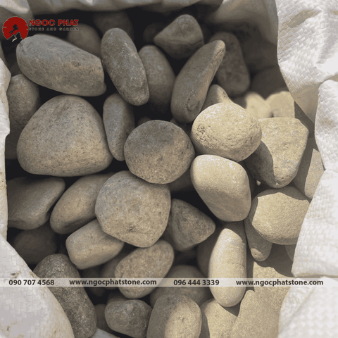 SỎI CUỘI NHIỀU MÀU