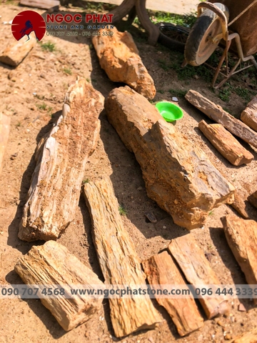 GỖ HOÁ THẠCH (Hàng mới về)