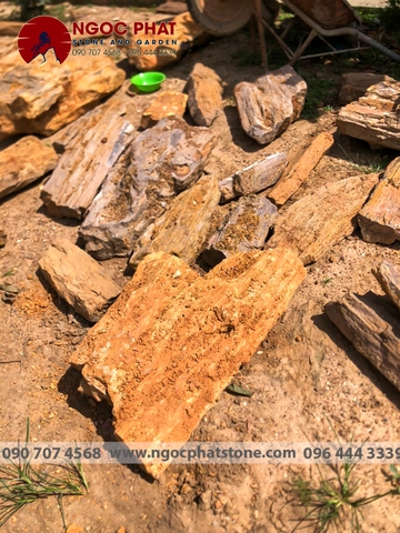 GỖ HOÁ THẠCH (Hàng mới về)