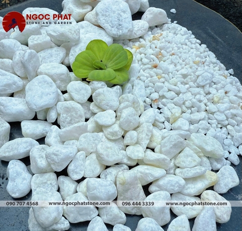 SỎI TRẮNG TỰ NHIÊN