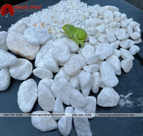 SỎI TRẮNG TỰ NHIÊN