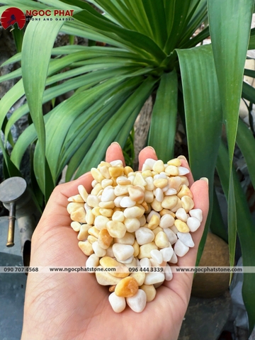 SỎI VÀNG QUAY TỰ NHIÊN