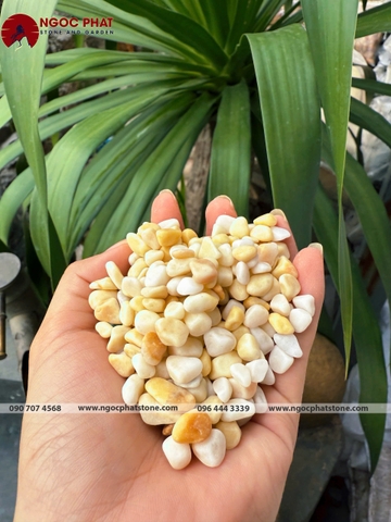 SỎI VÀNG QUAY TỰ NHIÊN