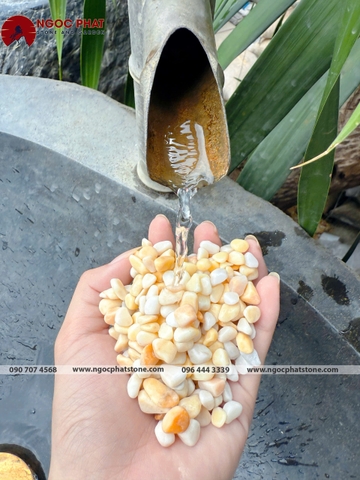 SỎI VÀNG QUAY TỰ NHIÊN