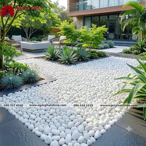 SỎI TRẮNG TỰ NHIÊN