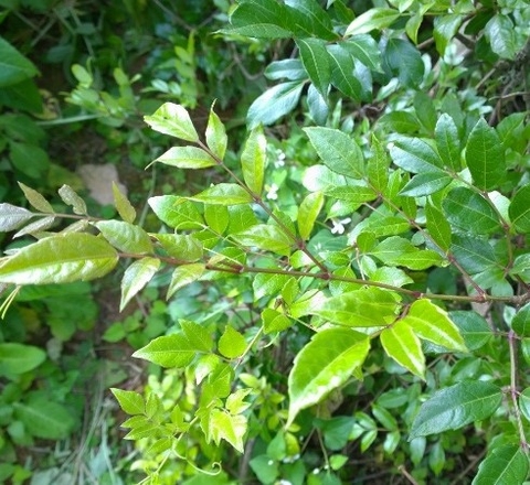 10 loại cây thuốc dân gian chữa viêm loét dạ dày tá tràng hiệu quả