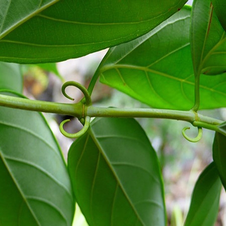 Chữa khỏi hẳn tật nghiến răng với câu Câu Đằng