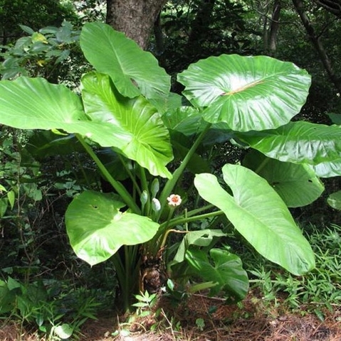 Tác Dụng Chữa Bệnh Của Cây Ráy - Cây Củ Ráy Chữa Bệnh Gì?