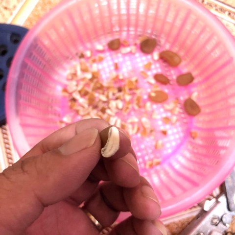 Hạt sành có thực sự chữa được dạ dày, đại tràng hay không? - Tìm hiểu hạt sành