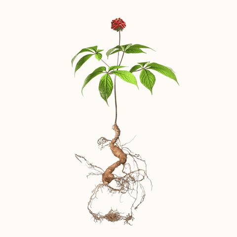 Nhà khoa học nói gì về sâm Lai Châu?