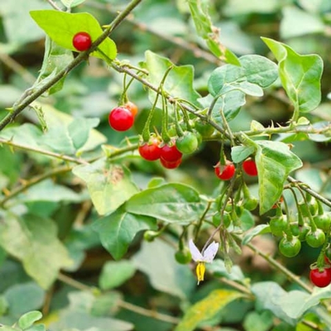 Cà Gai Leo: Công Dụng và Cách Sử Dụng Hiệu Quả