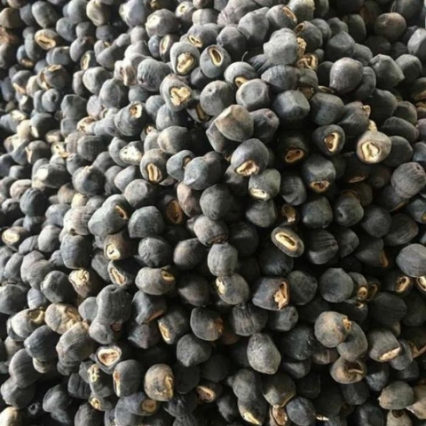 Chuối cô đơn - Thần dược kỳ diệu của người Raglai