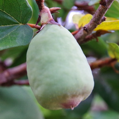 Quả trâu cổ có tác dụng gì? 7 lợi ích bất ngờ và cách dùng hiệu quả