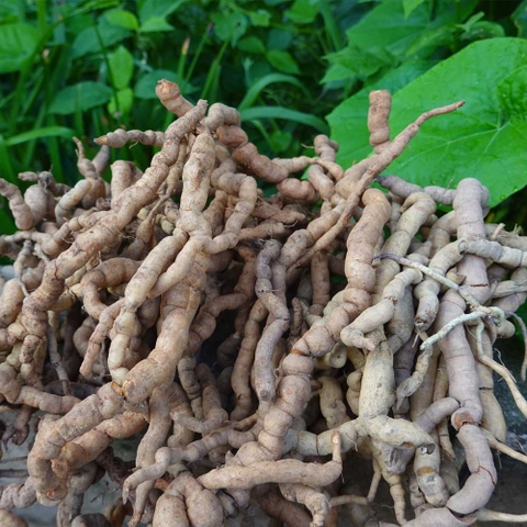 Rễ Ba Kích Tím Rút Lõi: Phương Pháp Truyền Thống Để Tăng Cường Sinh Lý